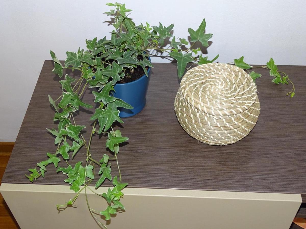 Blue Apartment 贝尔格莱德 外观 照片